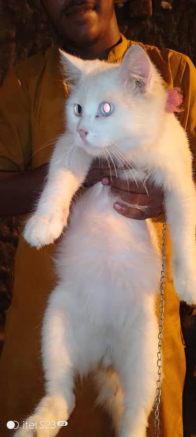 persian cat white colour and eyes different colour