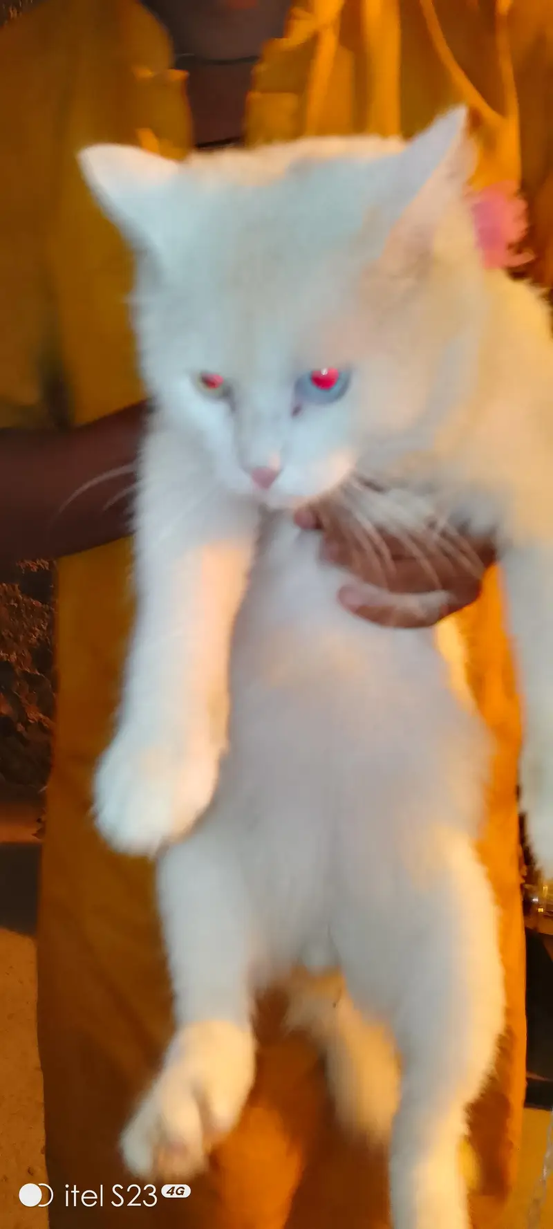 persian cat white colour and eyes different colour — photo 2