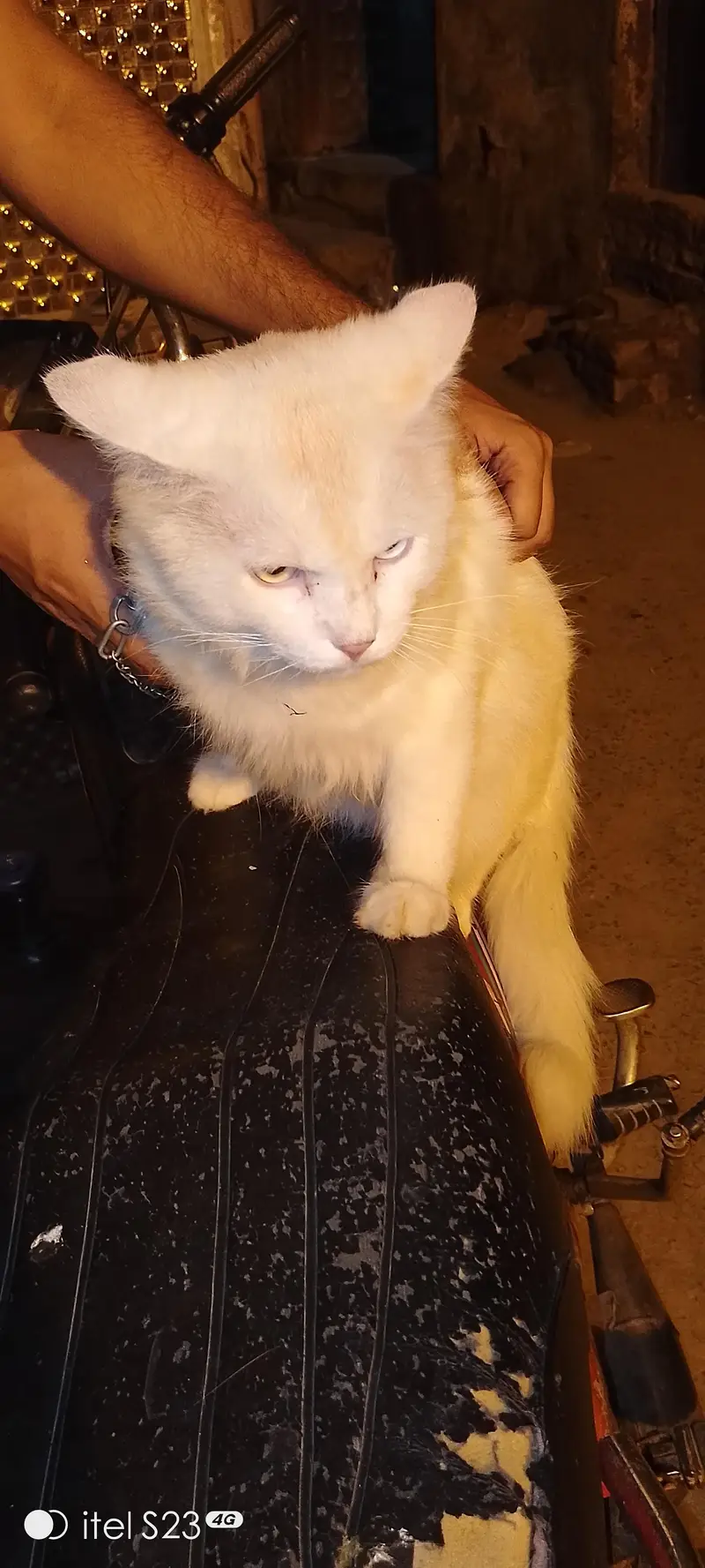 persian cat white colour and eyes different colour — photo 3