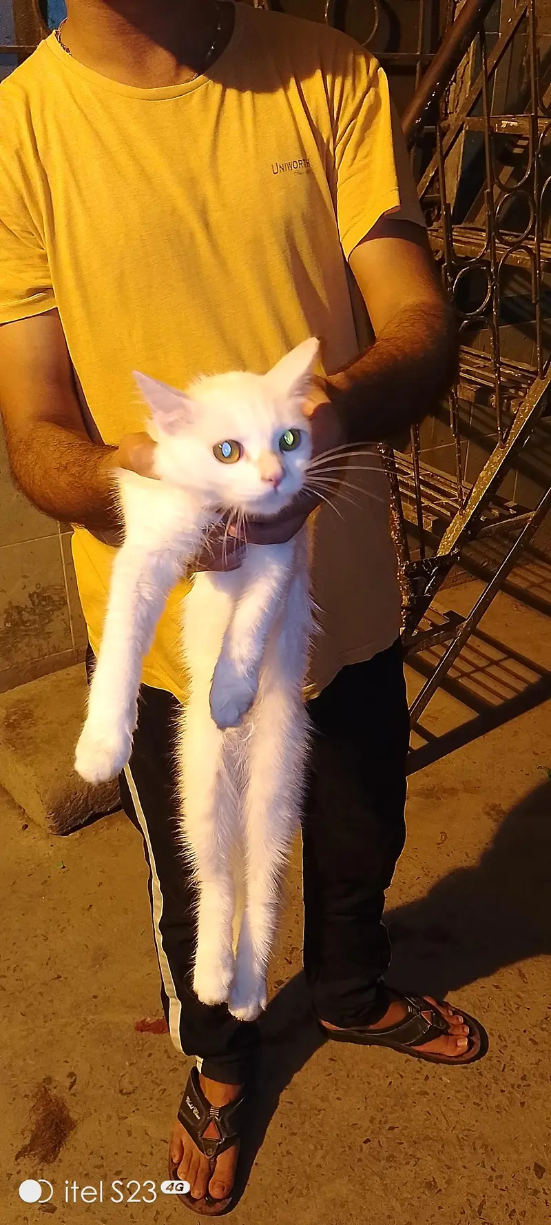 persian cat white colour and eyes different colour — photo 5
