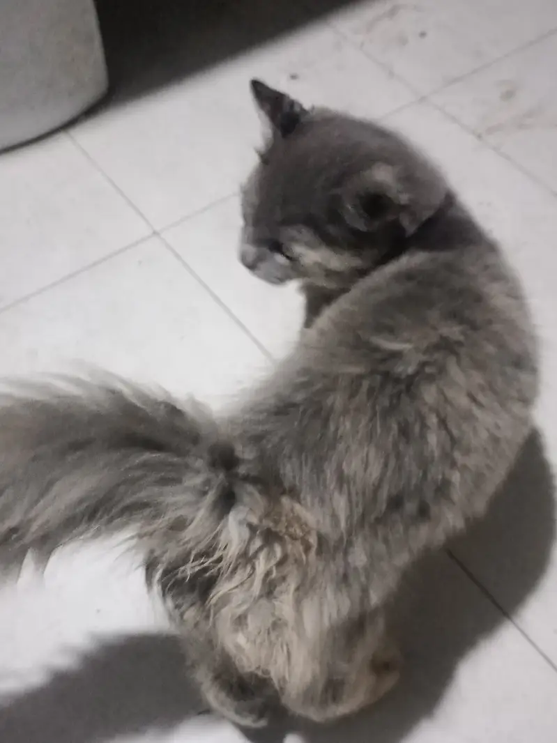 Persian cat available
