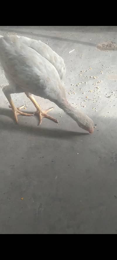 Aseel Heera pair for sale 03433644676