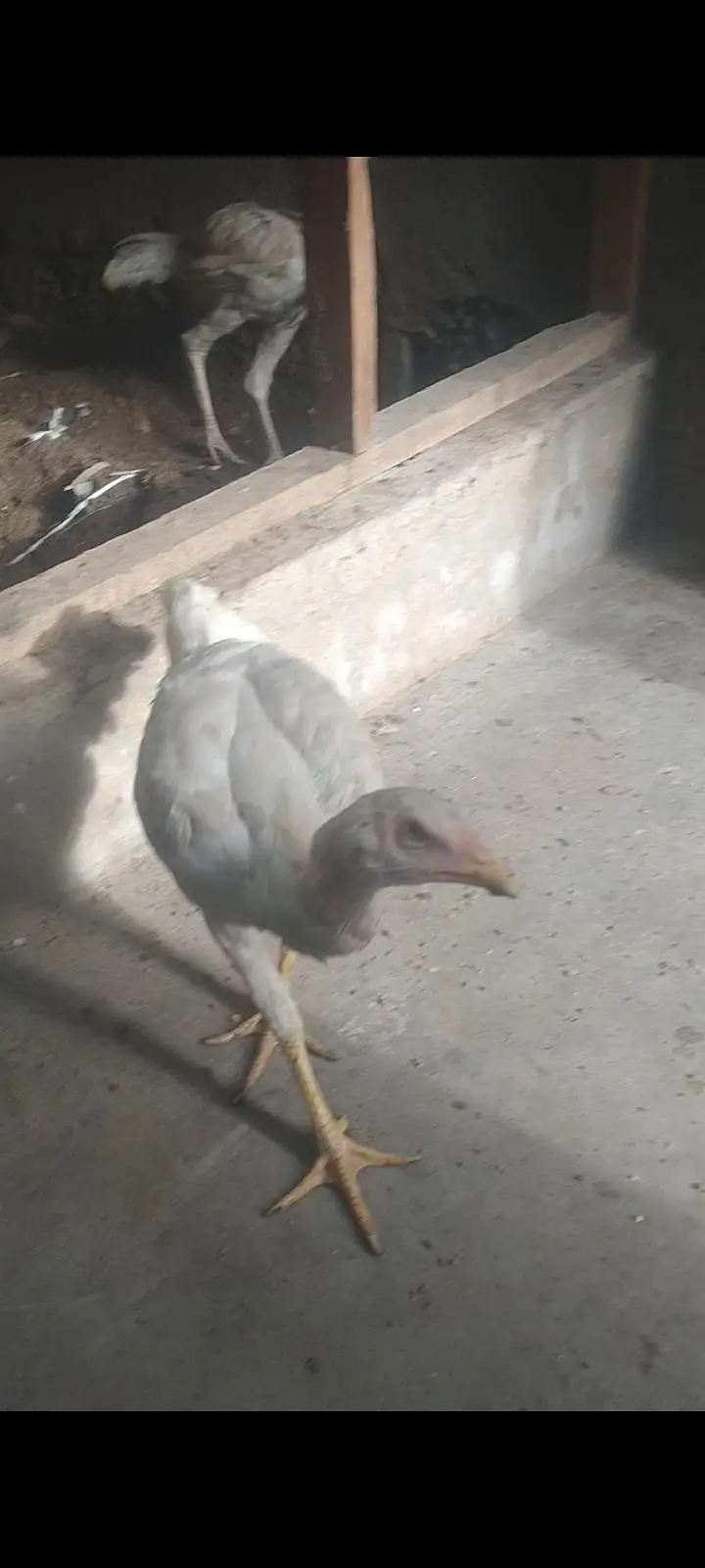 Aseel Heera pair for sale 03433644676 — photo 2
