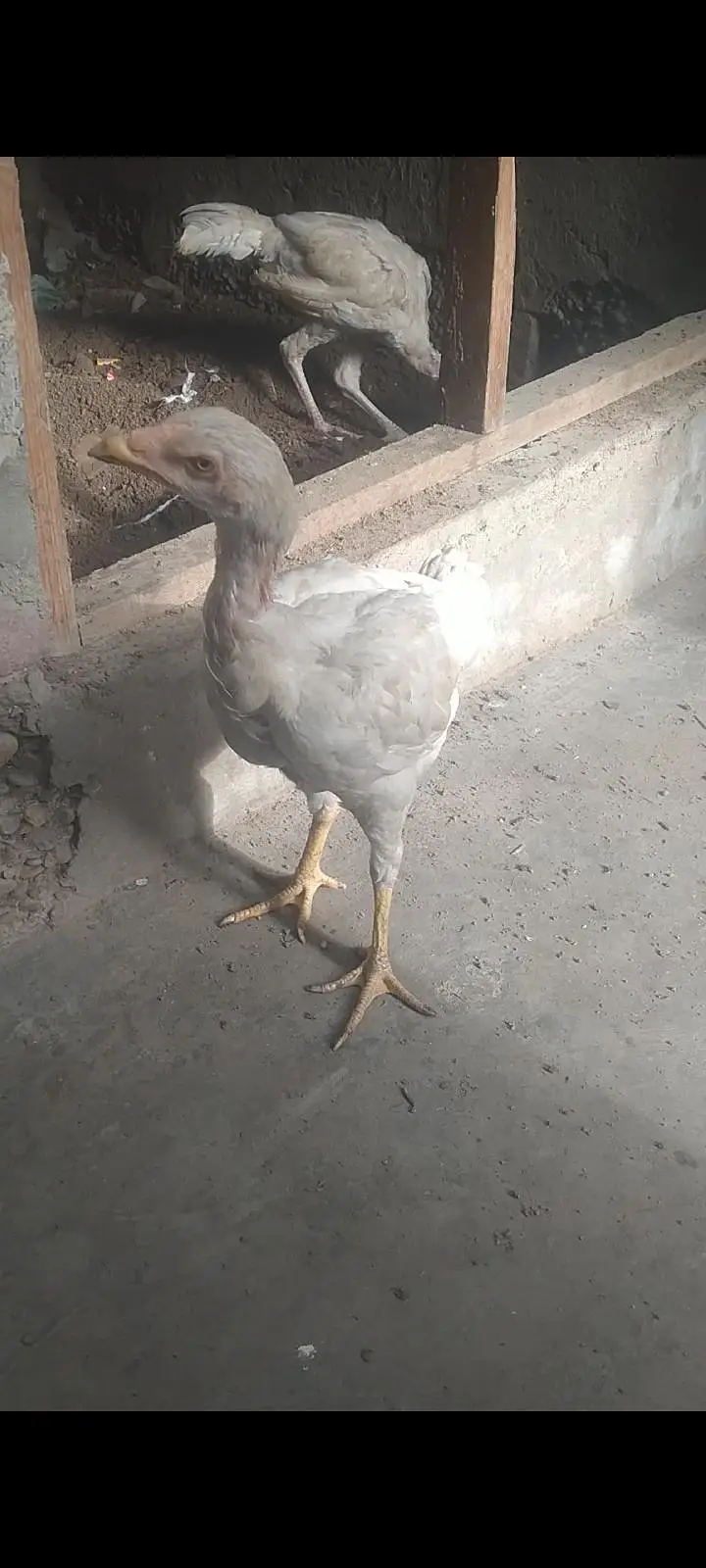 Aseel Heera pair for sale 03433644676 — photo 3