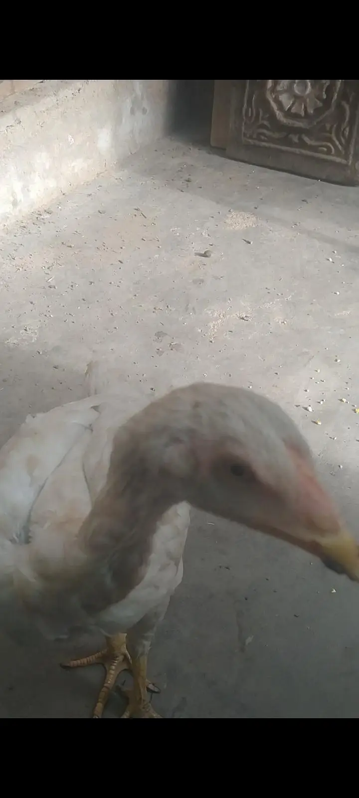 Aseel Heera pair for sale 03433644676 — photo 5