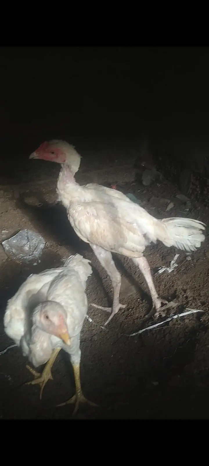 Aseel Heera pair for sale 03433644676 — photo 7