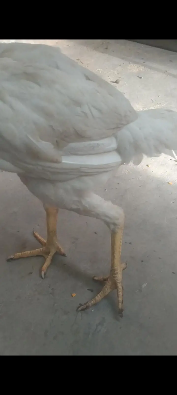 Aseel Heera pair for sale 03433644676 — photo 9