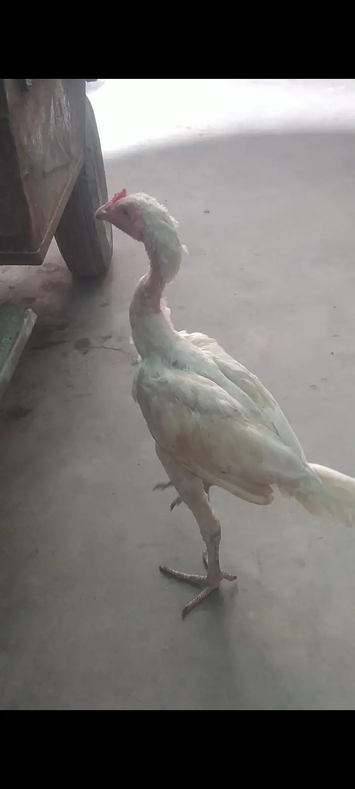 Aseel Heera pair for sale 03433644676 — photo 10