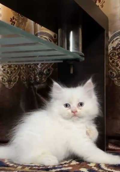Persion kitten blue eye semi punch face fully active