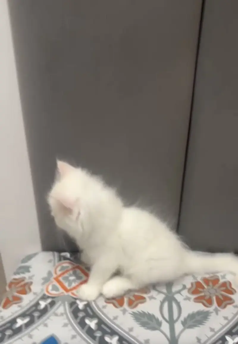 Persion kitten blue eye semi punch face fully active — photo 2