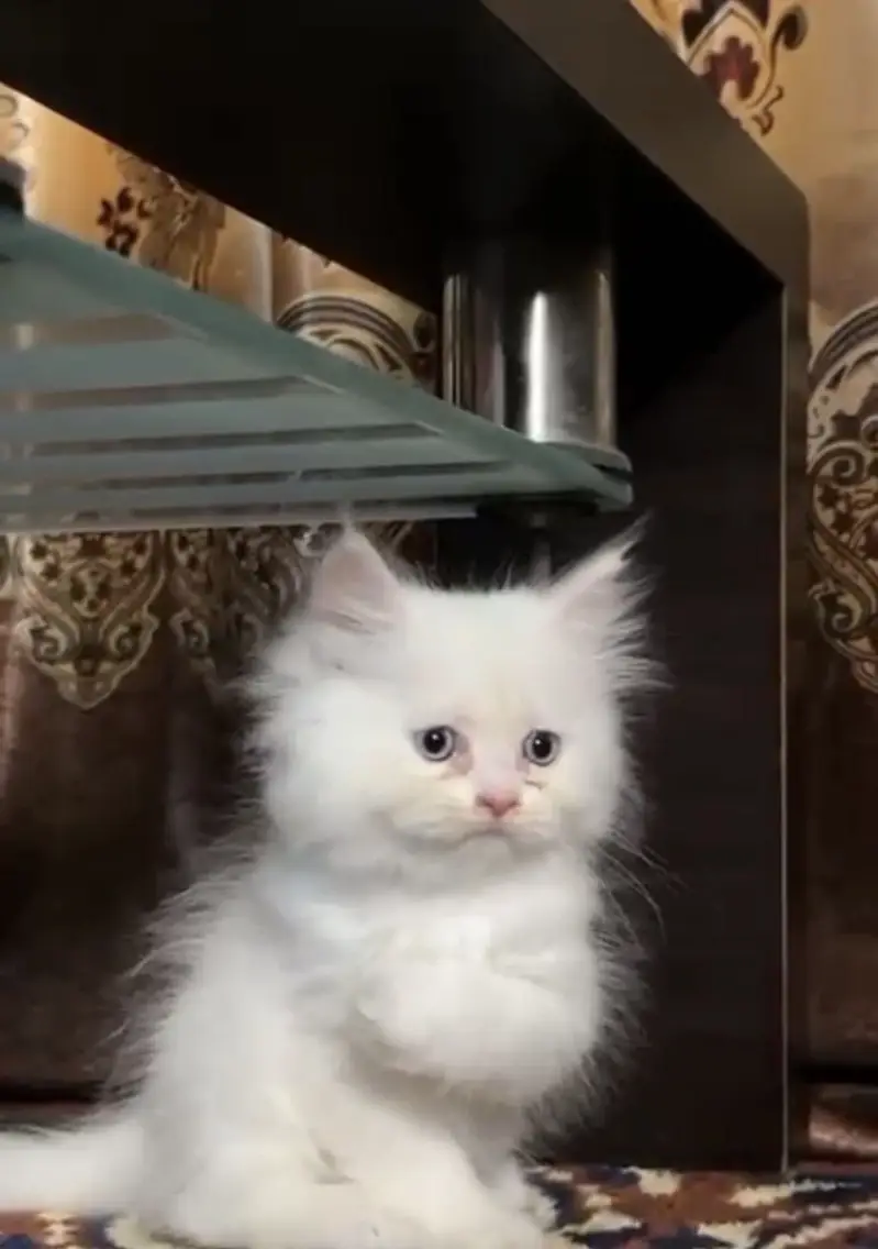 Persion kitten blue eye semi punch face fully active — photo 3