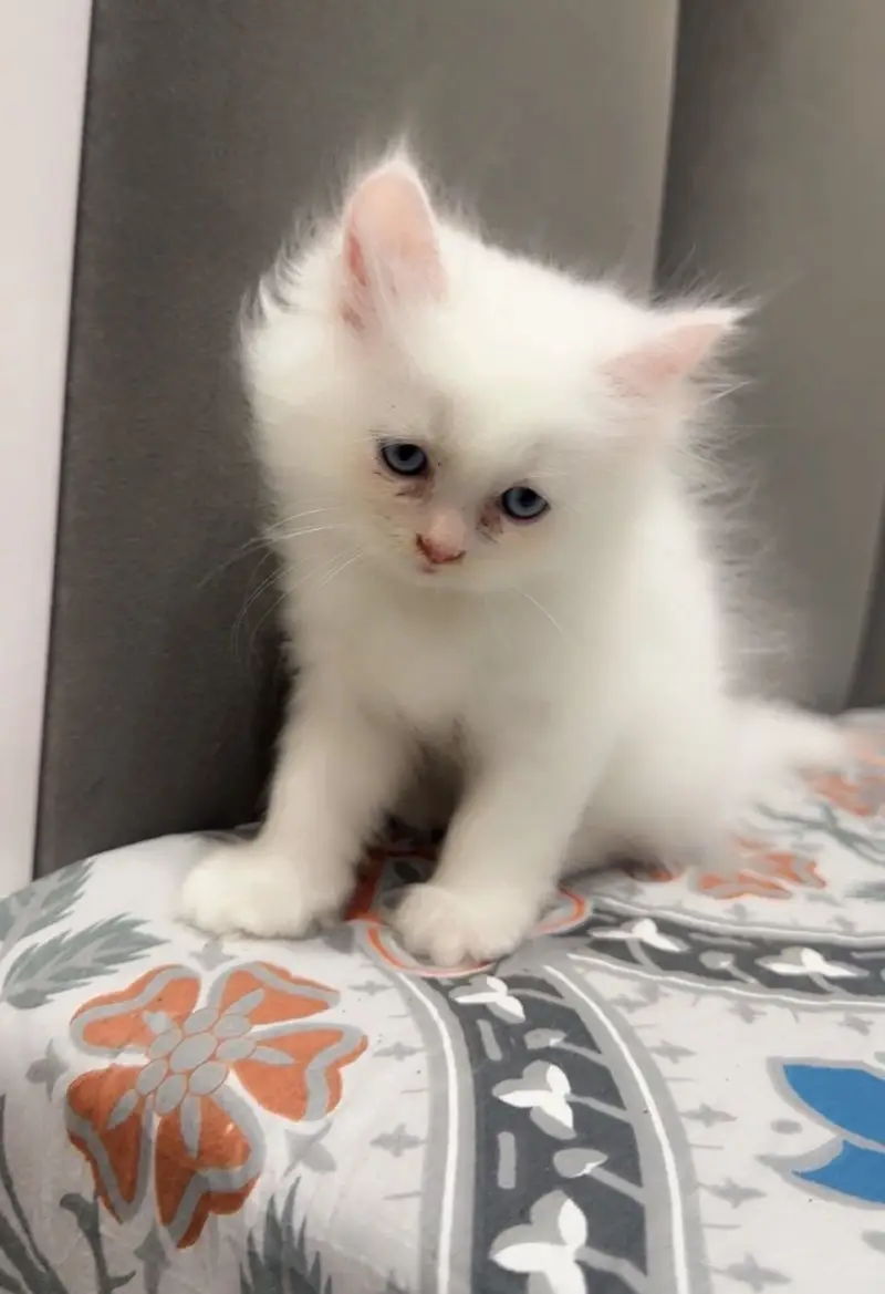 Persion kitten blue eye semi punch face fully active — photo 4