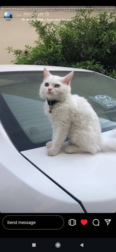 coco milen cat
