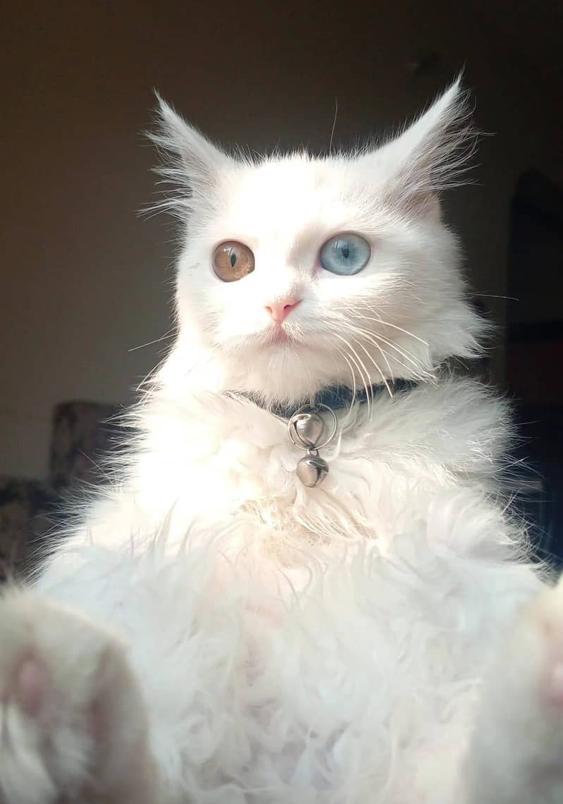 coco milen cat 1