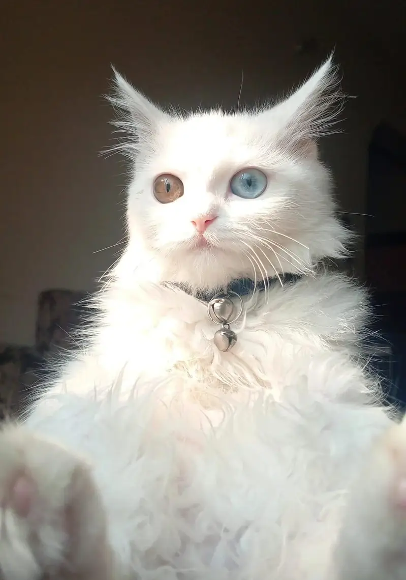 coco milen cat — photo 2