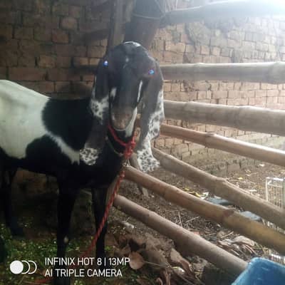 dogli bakri