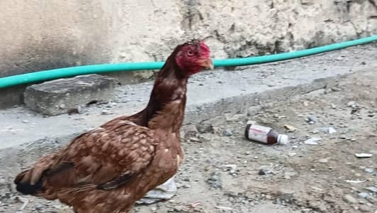 Aseel Amroha Home breed 100%Result