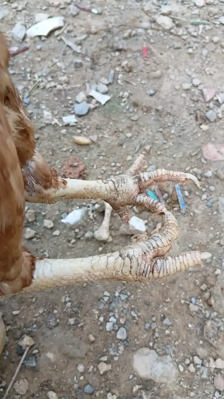 Aseel Amroha Home breed 100%Result — photo 2