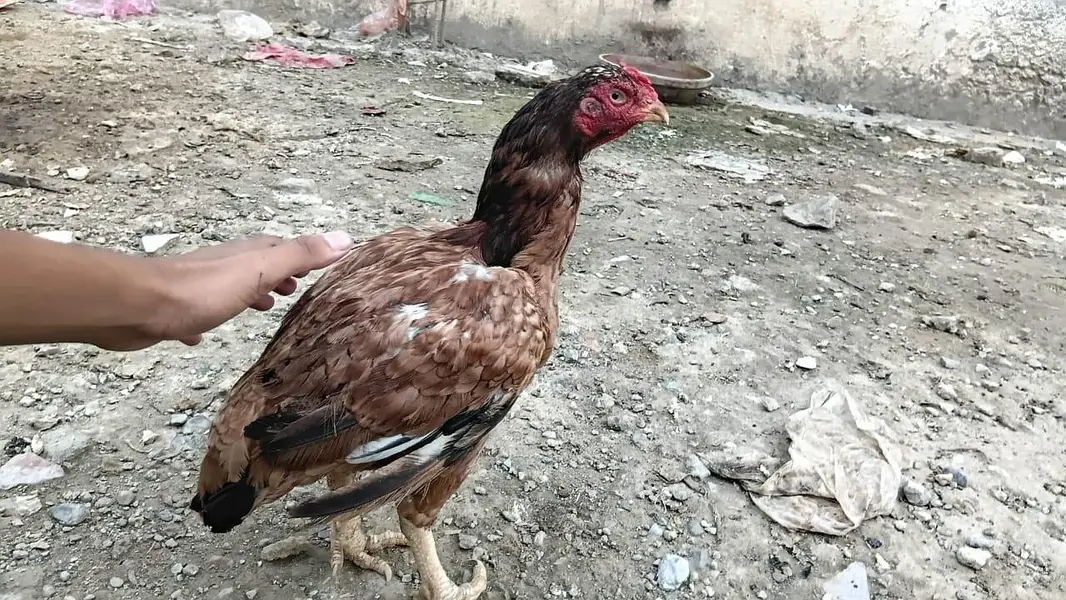 Aseel Amroha Home breed 100%Result — photo 3