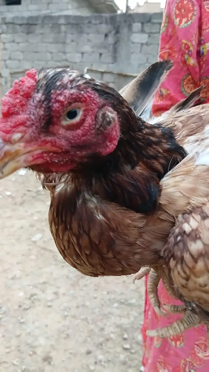 Aseel Amroha Home breed 100%Result — photo 4