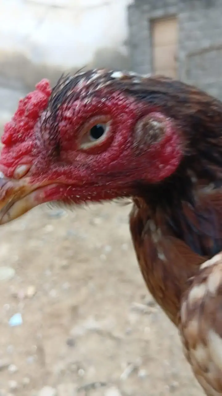 Aseel Amroha Home breed 100%Result — photo 5