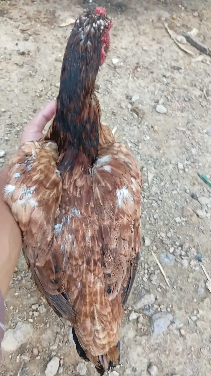 Aseel Amroha Home breed 100%Result — photo 6