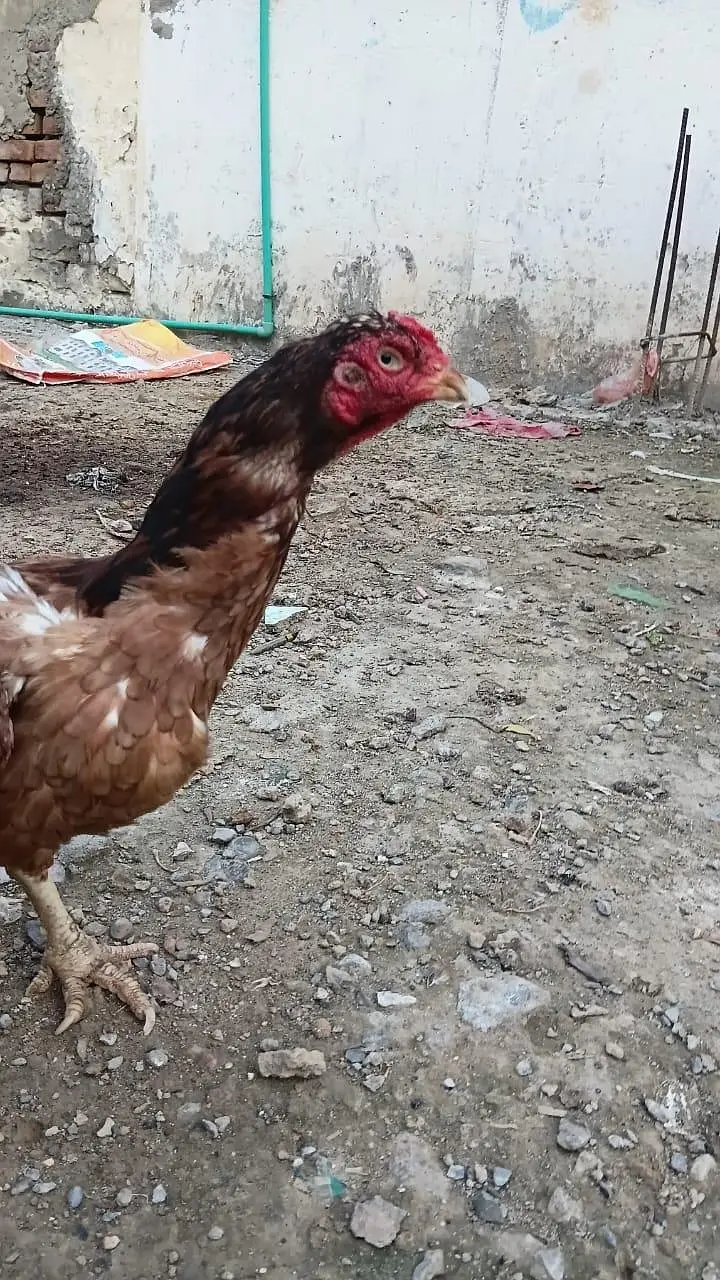 Aseel Amroha Home breed 100%Result — photo 7