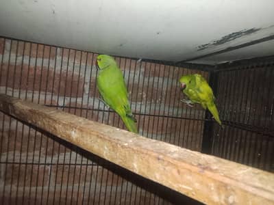 young pair 03143275503