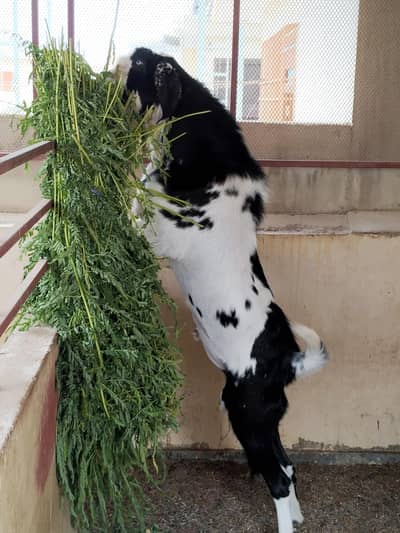 Quality Bakra Healthy and Active