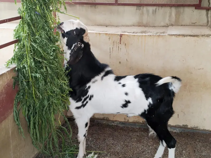 Quality Bakra Healthy and Active — photo 2