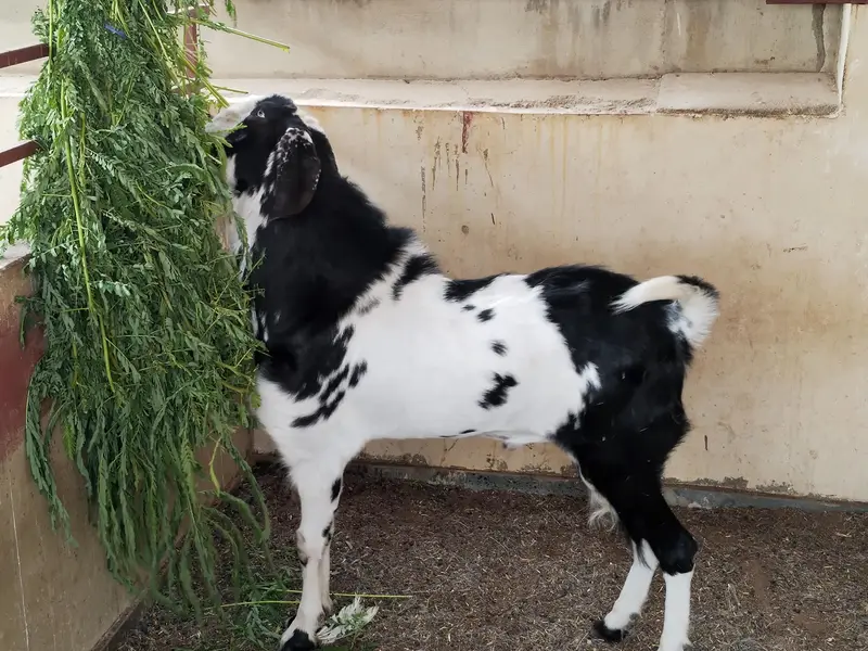 Quality Bakra Healthy and Active — photo 3