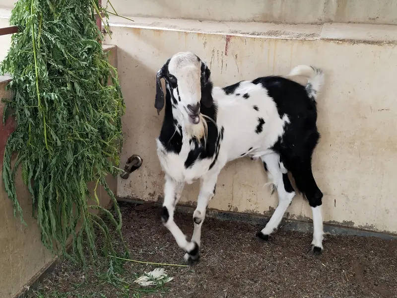 Quality Bakra Healthy and Active — photo 4
