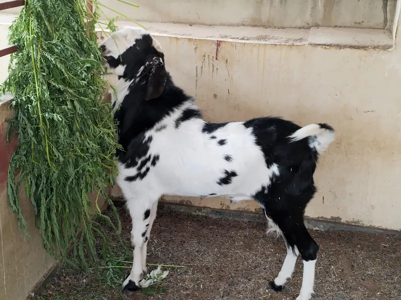 Quality Bakra Healthy and Active — photo 5