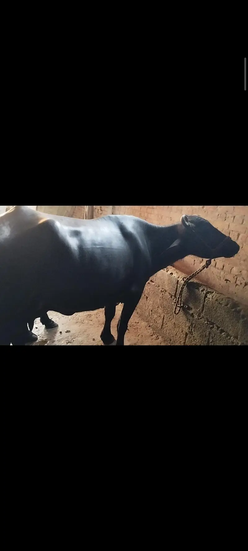 bans 12din ki soi hy dod 12kilo hy — photo 2