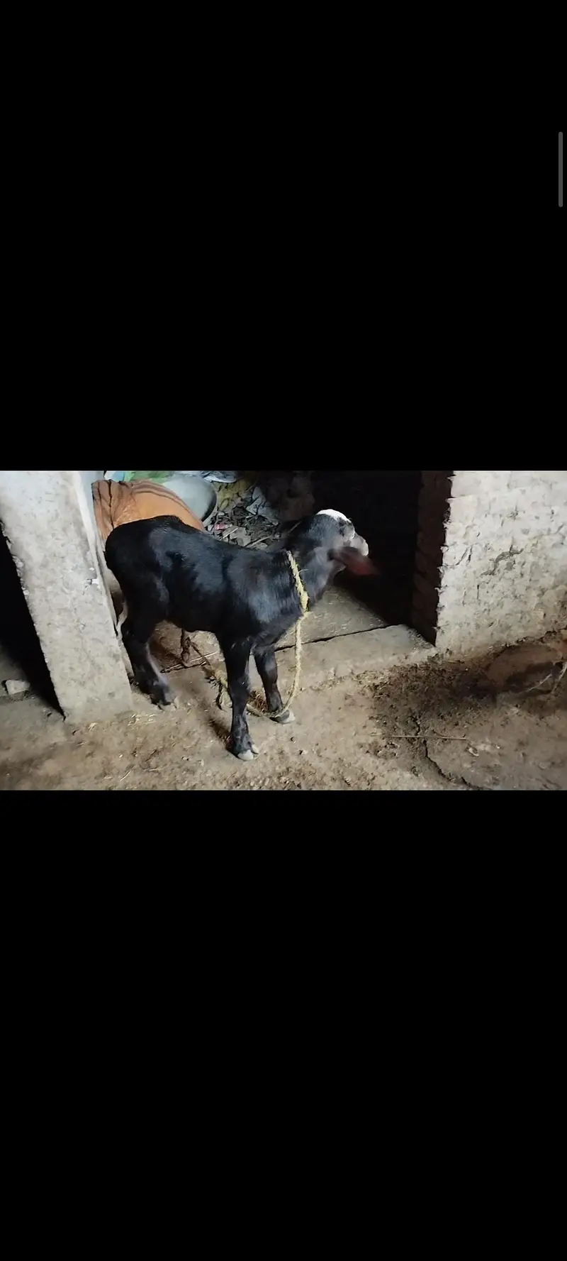 bans 12din ki soi hy dod 12kilo hy — photo 4