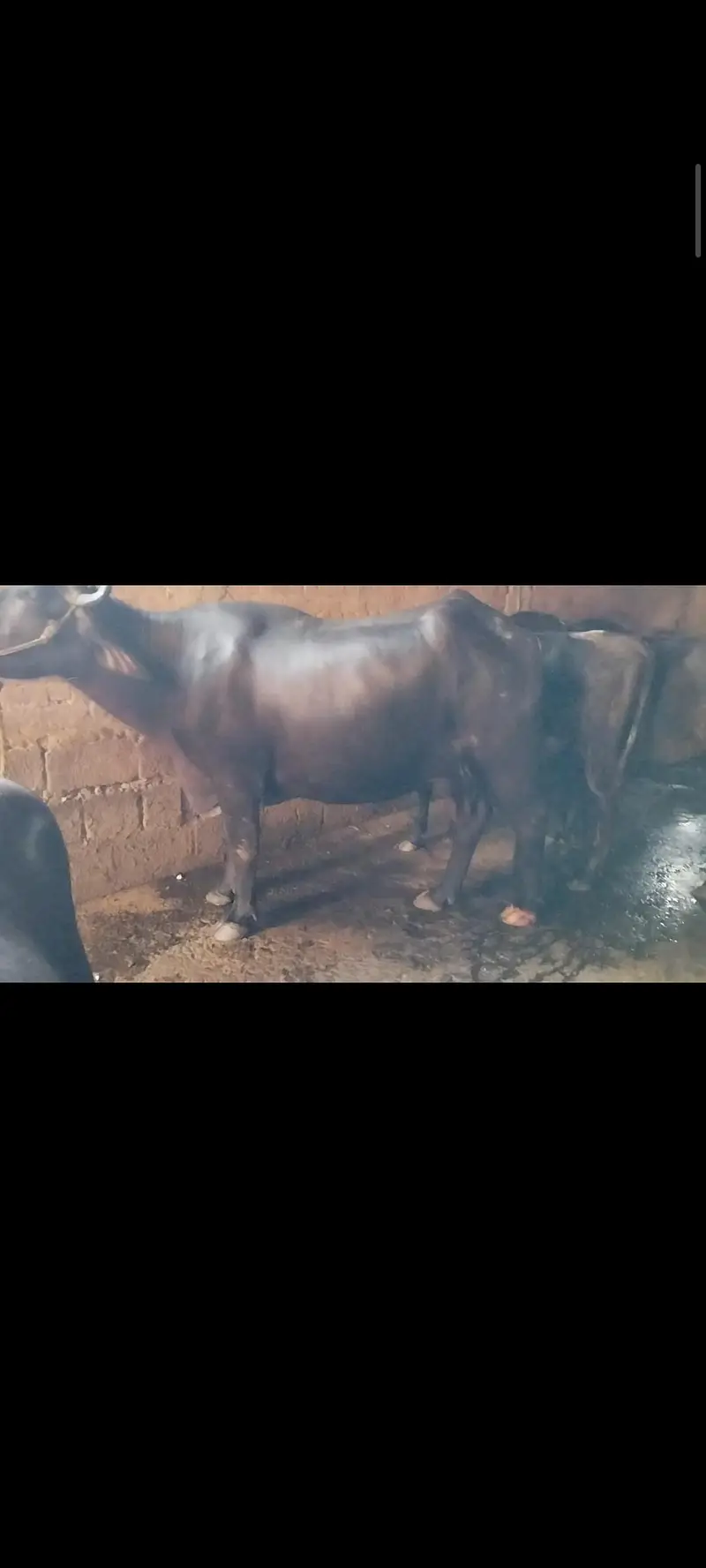 bans 12din ki soi hy dod 12kilo hy — photo 5