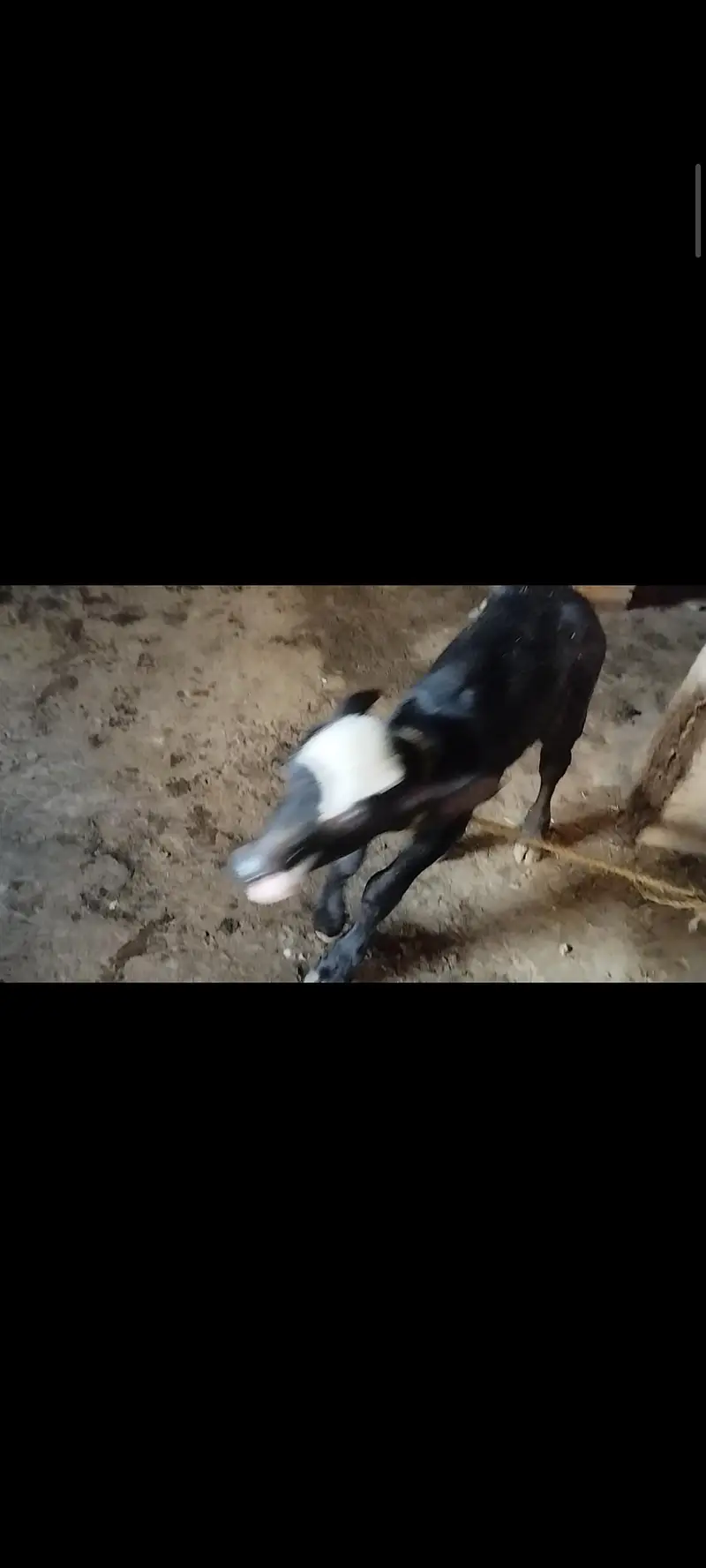 bans 12din ki soi hy dod 12kilo hy — photo 6