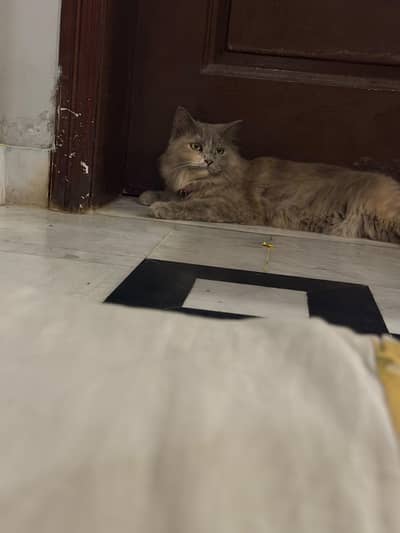 grey persian female cat spayed female adult cat for adaption