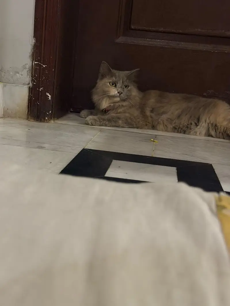 grey persian female cat spayed female adult cat for adaption — photo 2