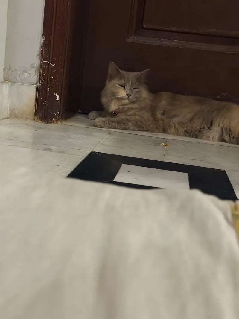 grey persian female cat spayed female adult cat for adaption — photo 3