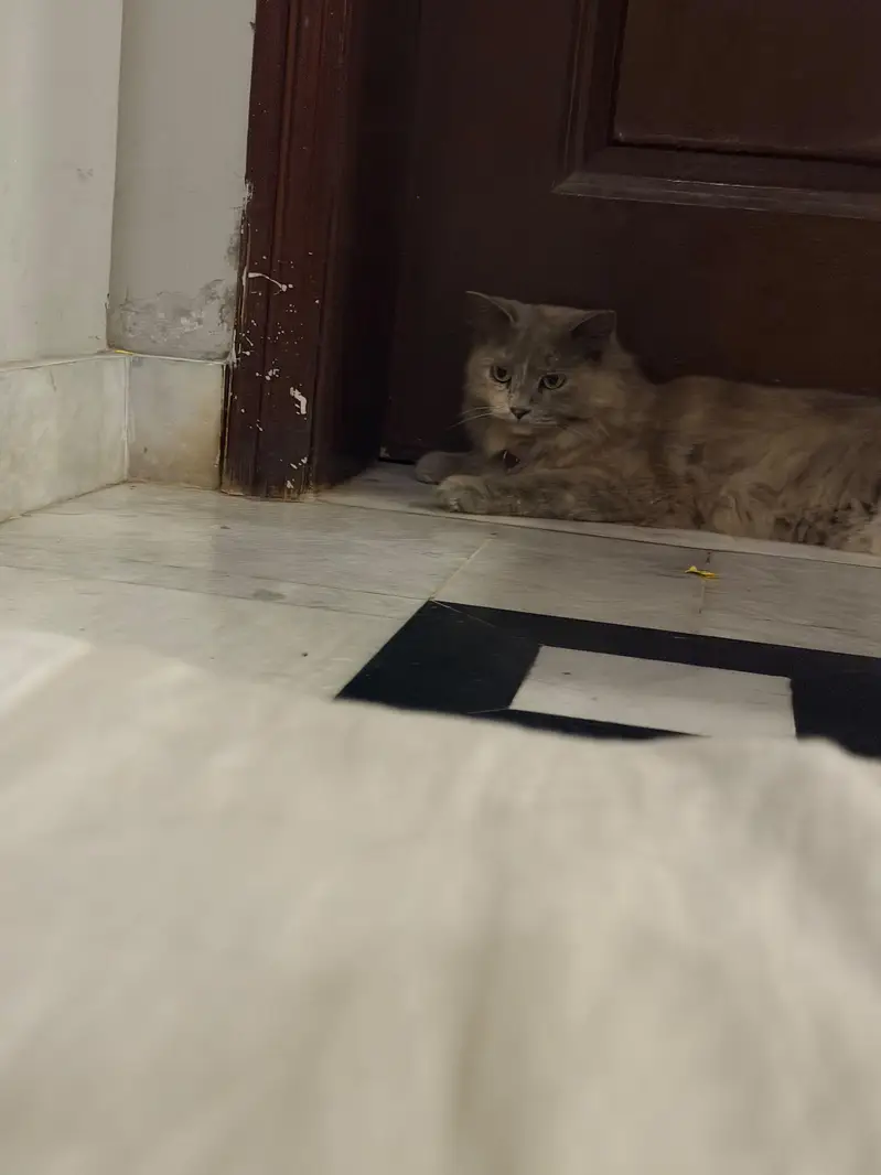 grey persian female cat spayed female adult cat for adaption — photo 4