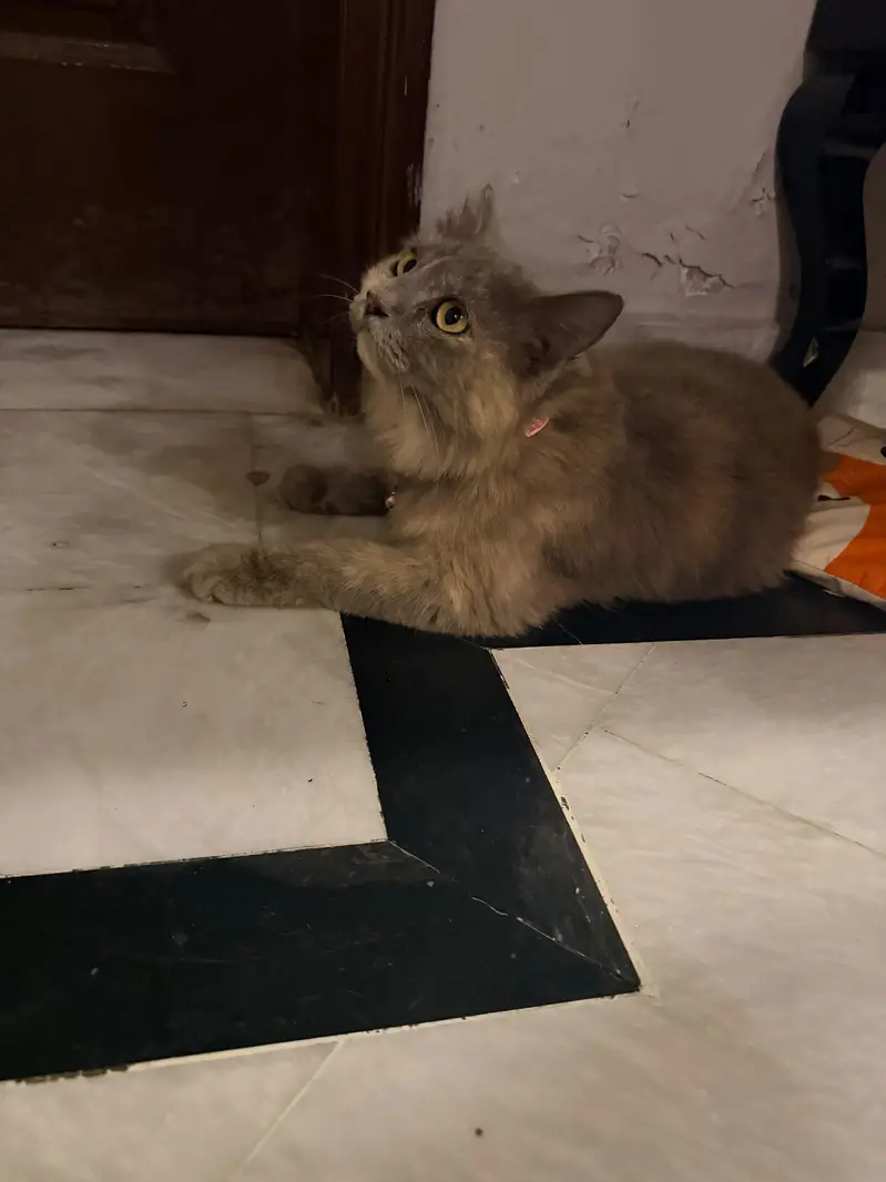 grey persian female cat spayed female adult cat for adaption — photo 5