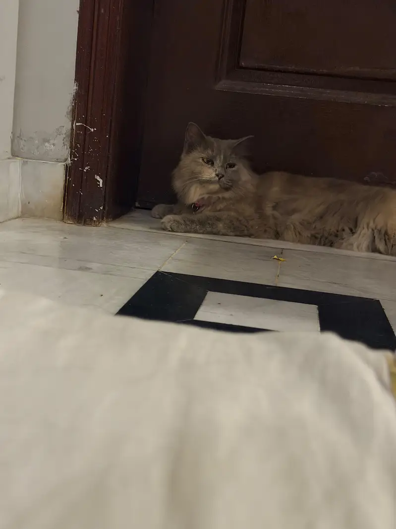 grey persian female cat spayed female adult cat for adaption — photo 6