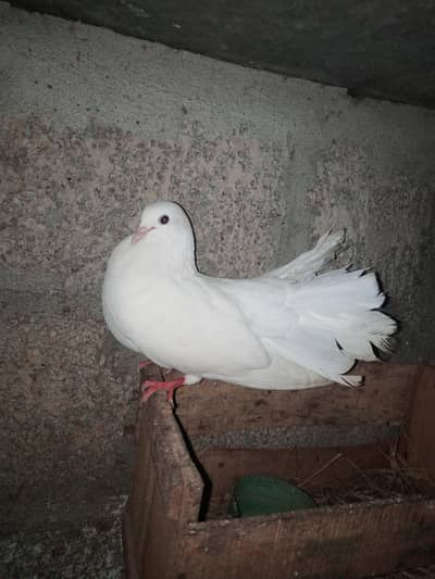 lakha pair