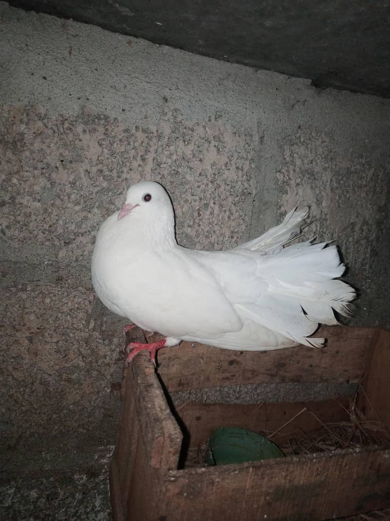 lakha pair 0