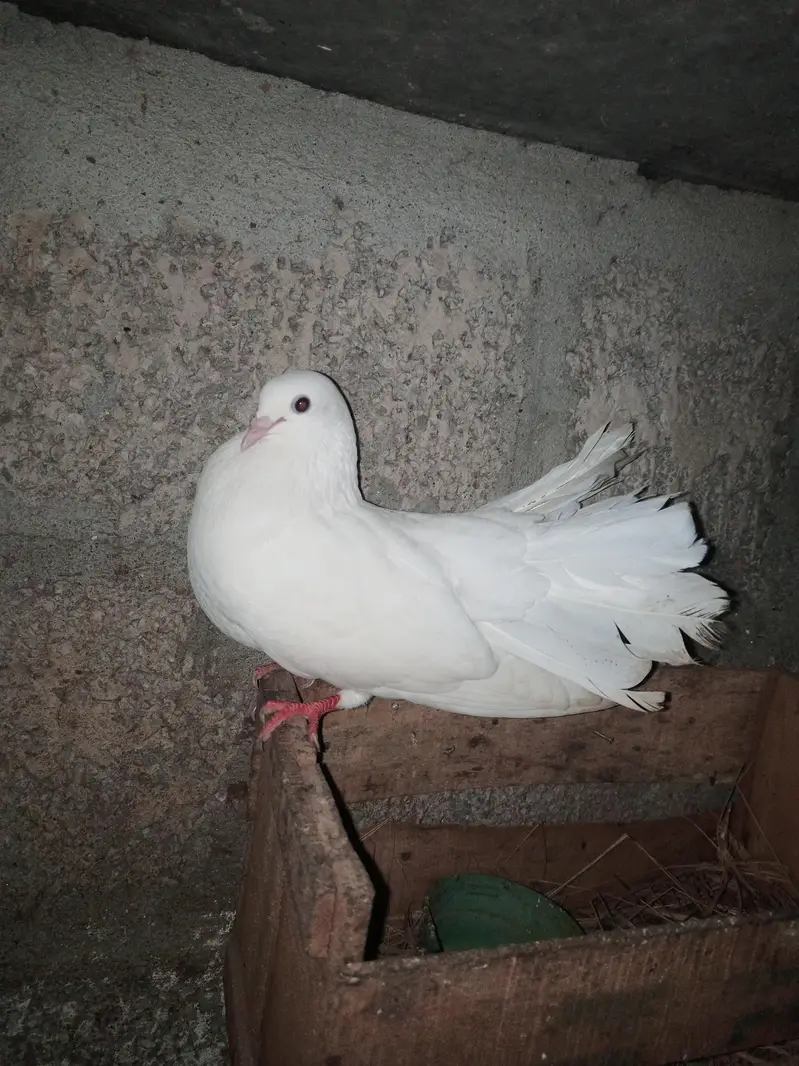 lakha pair