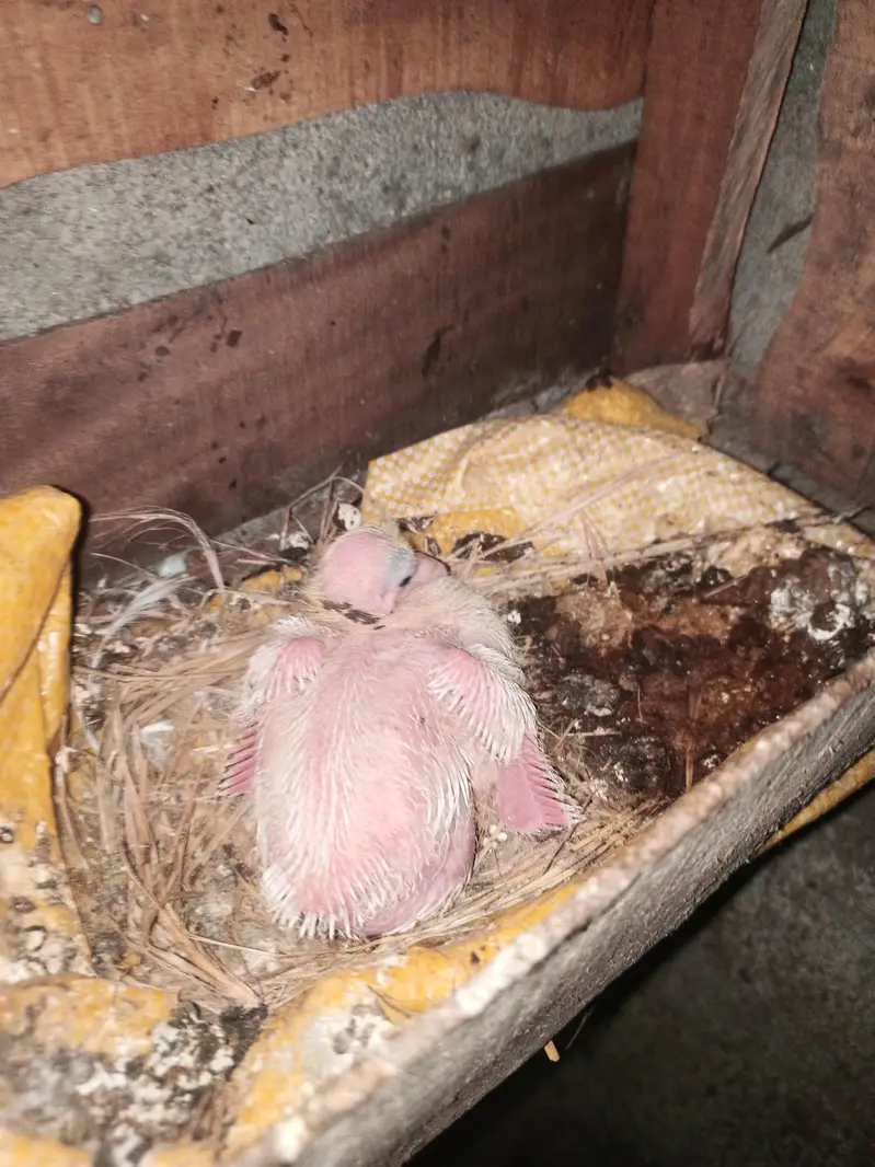 lakha pair — photo 4