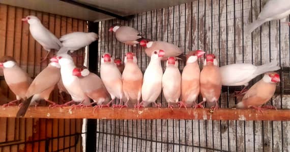 Fawn opal or white java breeder pairs sub breed kr rhy 1500 each bird