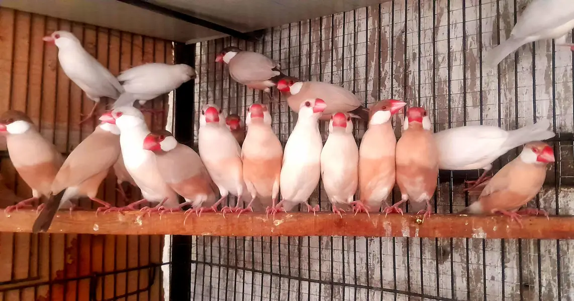 Fawn opal or white java breeder pairs sub breed kr rhy 1500 each bird