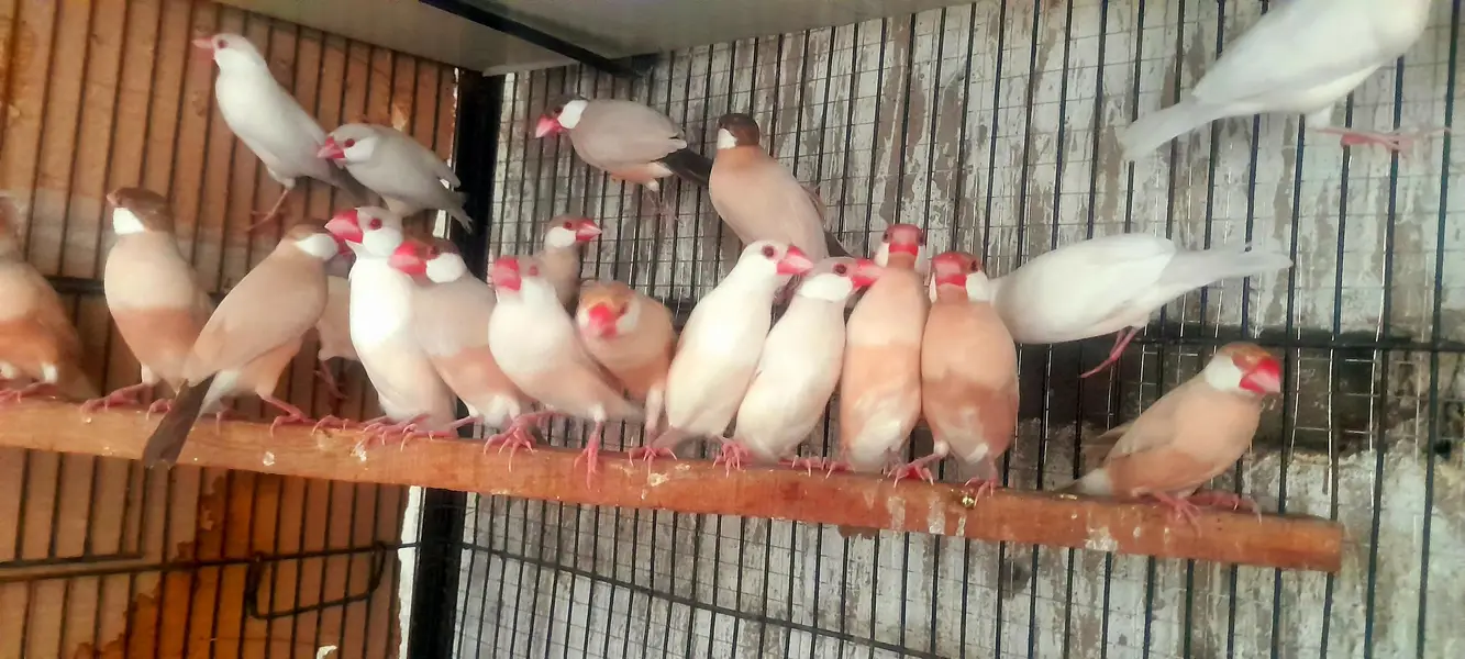 Fawn opal or white java breeder pairs sub breed kr rhy 1500 each bird — photo 2